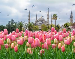 Фестивал на лалетата в Истанбул, Турция с автобус от София - 3 нощувки